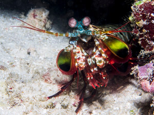 Peacock mantis shrimp on a reef in Maravagi Bay, Florida Islands, Solomon Islands