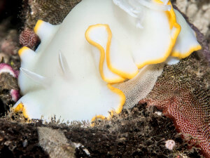 A porcelain nudibranch lays laying eggs in the Solomon Islands