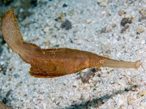 Robust ghost pipefish, Maravagi bay, Florida Islands, Solomons