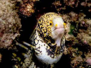 snowflake moray eel, Gili Banta, Komodo