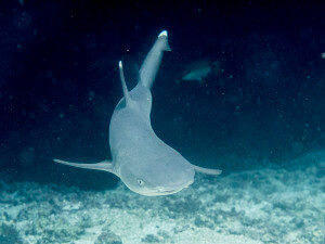 white tip reef shark in the solomon islands