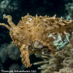 A boradclub cuttlefish showing its defensive posture