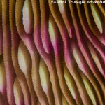the close-up of coral polyps make for colorful abstracts