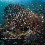 Horseshoe Bay, Rinca, has some of the most colorful corals and fishes as shown in this photo of sweepers and glass fish