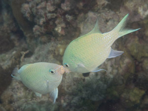 Kissing fish are often two males that are fighting for dominance