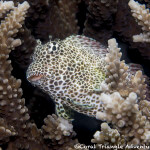 leopard blennies often perch on top of branching corals on exposed reefs