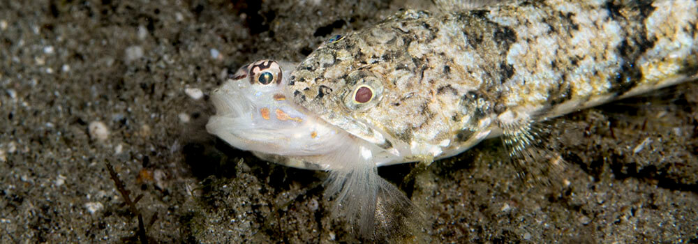 Lizardfish eating a goby in Komodo National Park