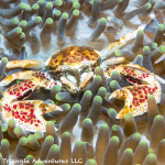 Porcelain crabs live on anemones and can purposefully detach their claws to be used as a decoy if threatened