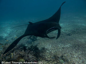 A rare all black manta ray stops to get cleaned by dozens of Klein's butterflyfish