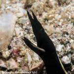 Juvenile ribbon eels are black and can often be found poking their heads out from sandy substrates