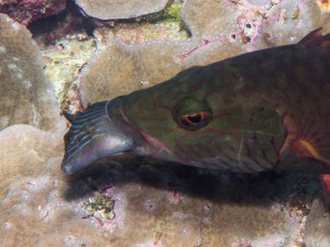 Close-up of a line-cheek wrasse with a toby in its mouth