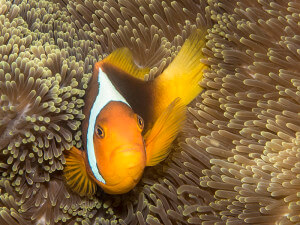 White-bonnet anemonefish staying close to its host anemone in the Solomon Islands