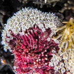 Pipe organ coral (tubipora musica)