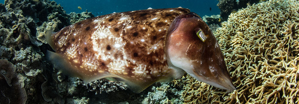 A broadclub cuttlefish (Sepia latimanus) lays her eggs in fire coral