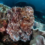 A reef octopus (Octopus cyanea) in Komodo National Park