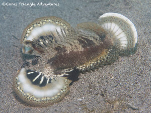 Spiny devil scorpionfish (Inimicus didactylus)