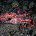 A starry night octopus (Callistoctopus luteus) found on a night snorkel at Torpedo Alley, Komodo National Park