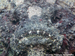 Stonefish sitting on a reef in Komodo National Park
