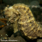 Estuary seahorses (Hippocampus kuda) can be found on shallow sandy bottoms in many places within Komodo National Park