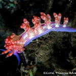 A beautiful flabellina nudibranch crawls along the substrate near Sangeang volcano