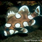 A juvenile many-spotted sweetlips (Plectorhinchus chaetodonoides)