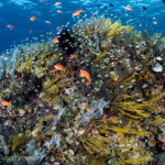 Sea fans, anthias, and hydrozoans contribute to the colorful reef scenes throughout Komodo National park