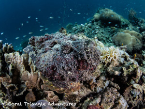 Stonefish are so adept at camouflage, they are often completely invisible even in plain sight