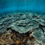 Table corals are abundant on shallow coral reefs in Komodo National Park