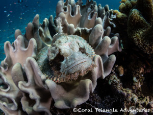 A tasseled scorpionfish rests on top of soft coral