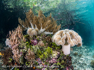 Soft corals and algae converge under a stand of mangroves in Raja Ampat