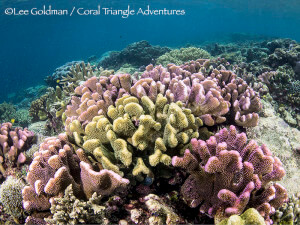 Pink and yellow pocillopora corals near Kri Island, Raja Ampat