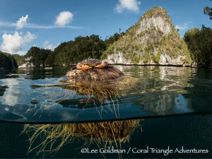 Crab floating on a coconut husk in Raja Ampat, Indonesia
