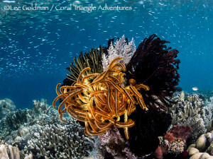 Feather stars converge on a coral outcropping in Raja Ampat, Indonesia