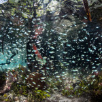 Mnagroves provide protection and food for juvenile reef fishes in Raja Ampat