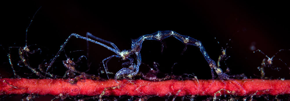 Skeleton shrimp are carnivores that dwell on hydroids and black corals