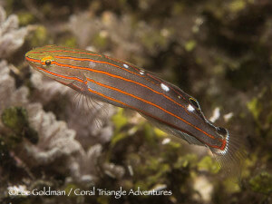 Small gobies like this orange-lined goby can be found throughout Raja Ampat