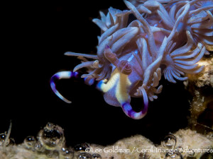 A blue dragon nudibranch crawls along a reef in Raja Ampat, Indonesia