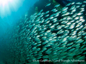 Schools of scad are common sites on shallow reefs of Raja Ampat