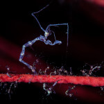 Skeleton shrimp are abundant on hydrozoans and black corals in Raja Ampat