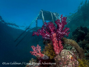 Strong currents and man-made docks and jetties attrack colorful soft corals in Raja Ampat, Indonesia