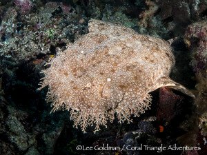 Wobbegong sharks are often found under ledges and large coral bommies in the northern parts of Raja Ampat
