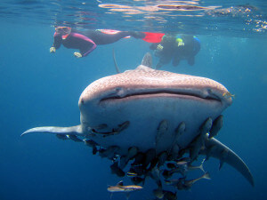 Snorkeling with whale sharks in the Philippines is exciting and a must-do