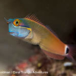 Raja Ampat has over 1500 species of fish, including the colorful spot tail blenny