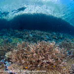 Many of the fringing reefs of Raja Ampat are shallow and begin right from shore