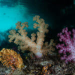 Raja Ampat has a rich diversity of colorful soft corals