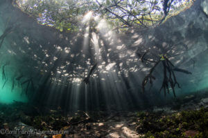 mangroves grow throughout the Bird's Head Seascape