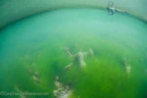 algae creates an almost surreal snorkeling experience in a marine lake of Raja Ampat