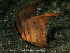 Juvenile orbicular spadefish mimic leaves over black sand in Papua New Guinea