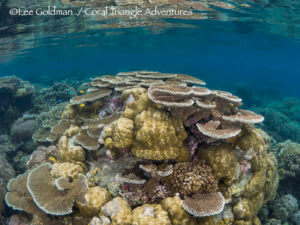 Kimbe Bay is full of healthy, vibrant reefs
