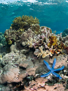 Blue Linckia sea stars are common on the shallow reefs of Kimbe Bay, Papua New Guinea